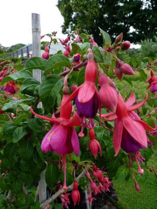 Fuchsia x 'Champion' fleur (2)
